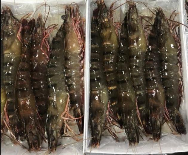 (12P/260g)馬來西亞活凍草蝦