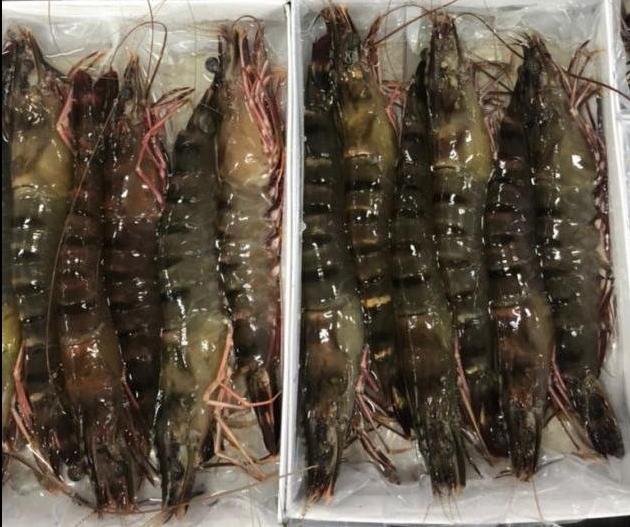 (12P/380g)馬來西亞活凍重量級大草蝦