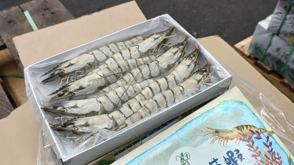 (8P/260g)馬來西亞活凍草蝦