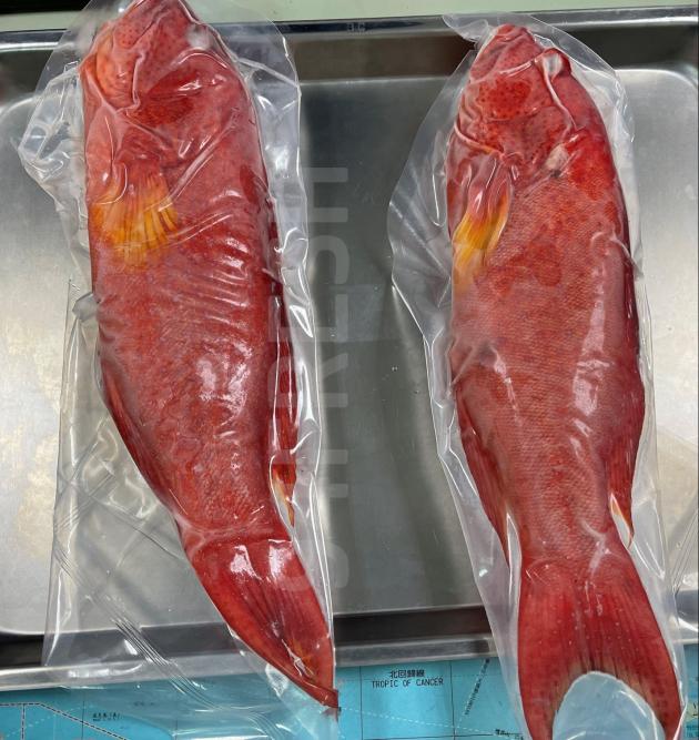 野生燕尾石斑魚500-600g