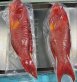 野生燕尾石斑魚500-600g