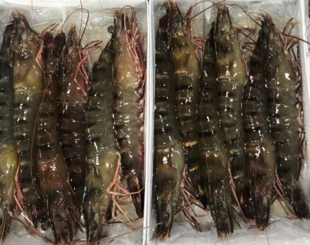 馬來西亞活凍12p草蝦（12隻/盒)