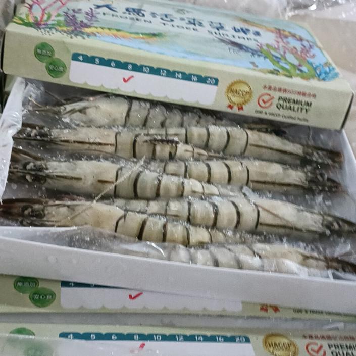 馬來西亞活凍大草蝦